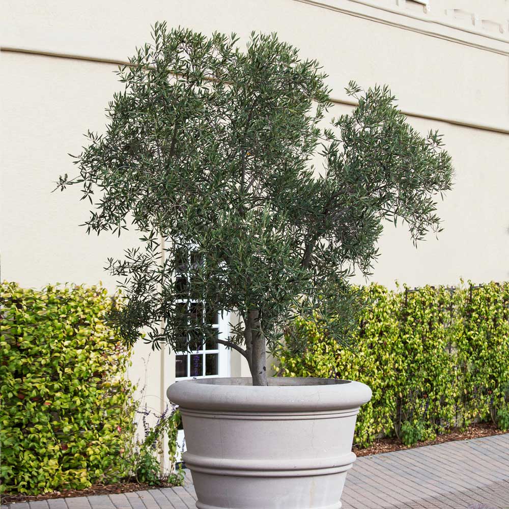 Pendolino Olive Tree - Image 4