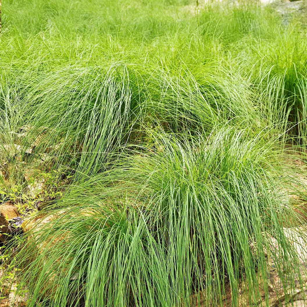 Pennsylvania Sedge - Image 2