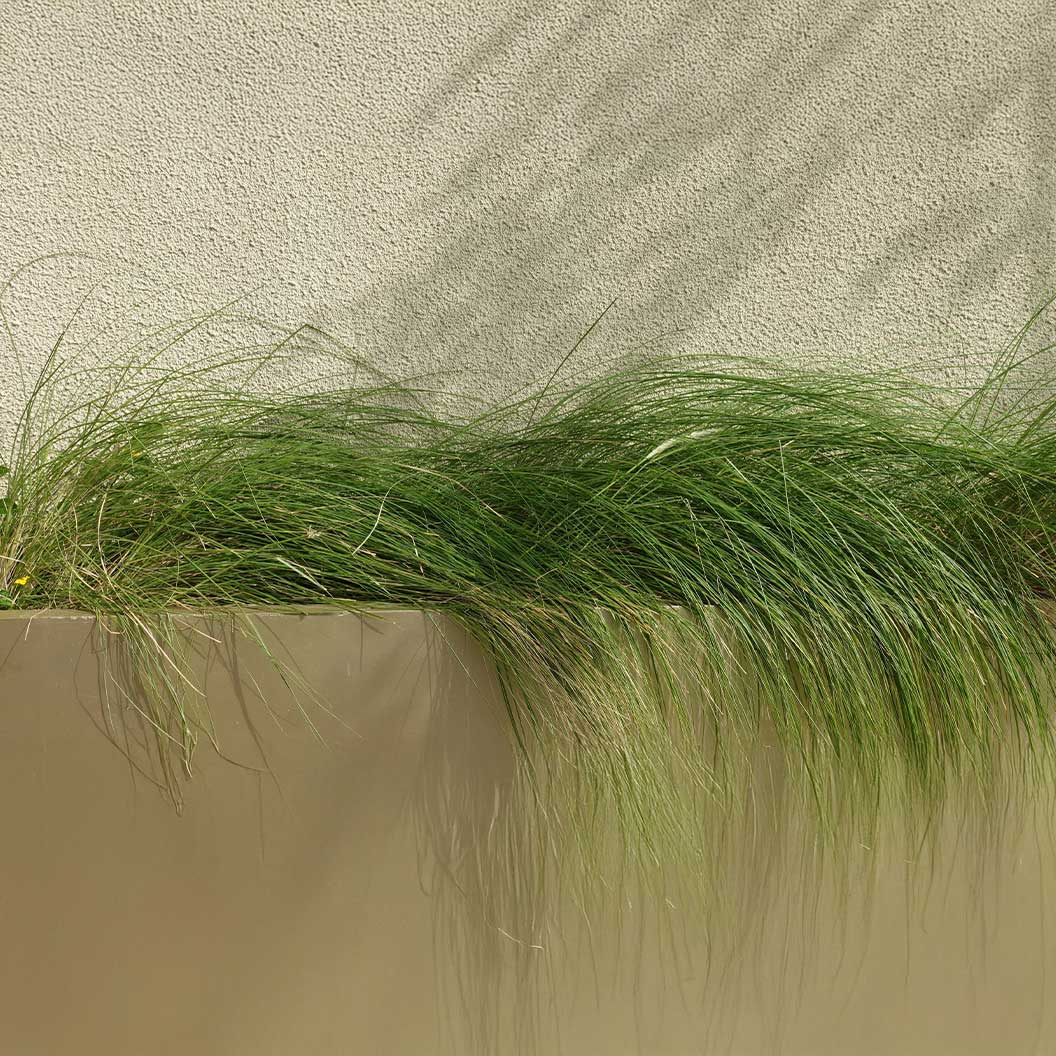 Pennsylvania Sedge - Image 3