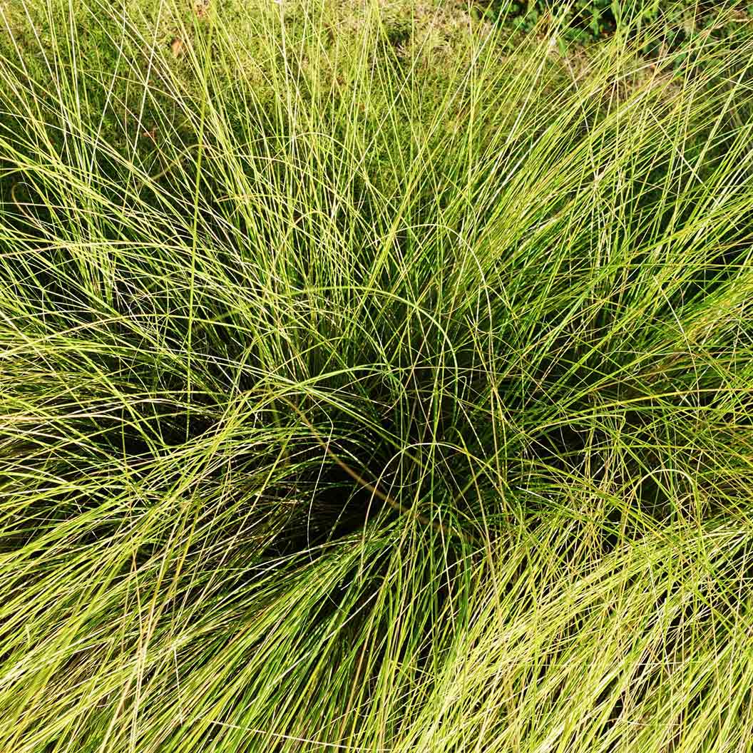 Pennsylvania Sedge - Image 4