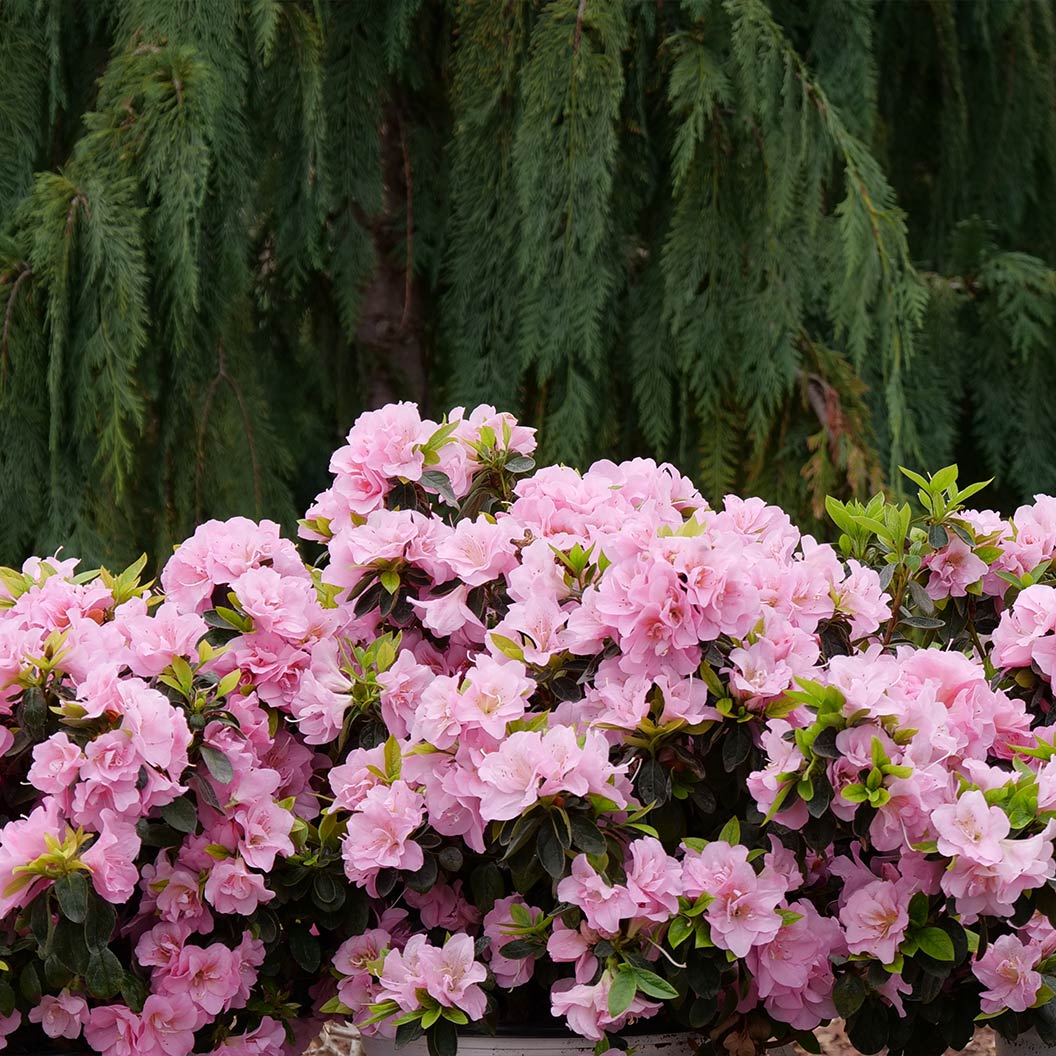 Proven Winners® Perfecto Mundo® Double Pink Azalea - Image 3
