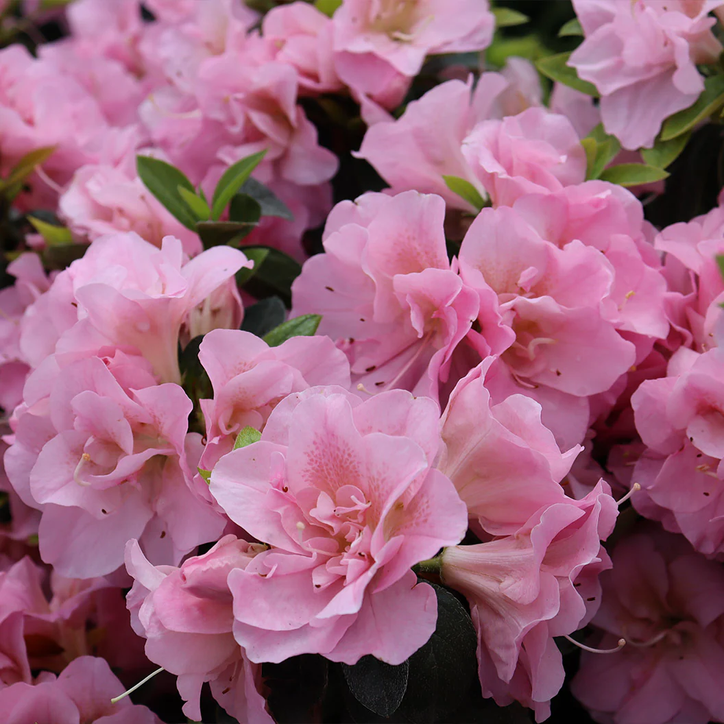 Proven Winners® Perfecto Mundo® Double Pink Azalea - Image 4