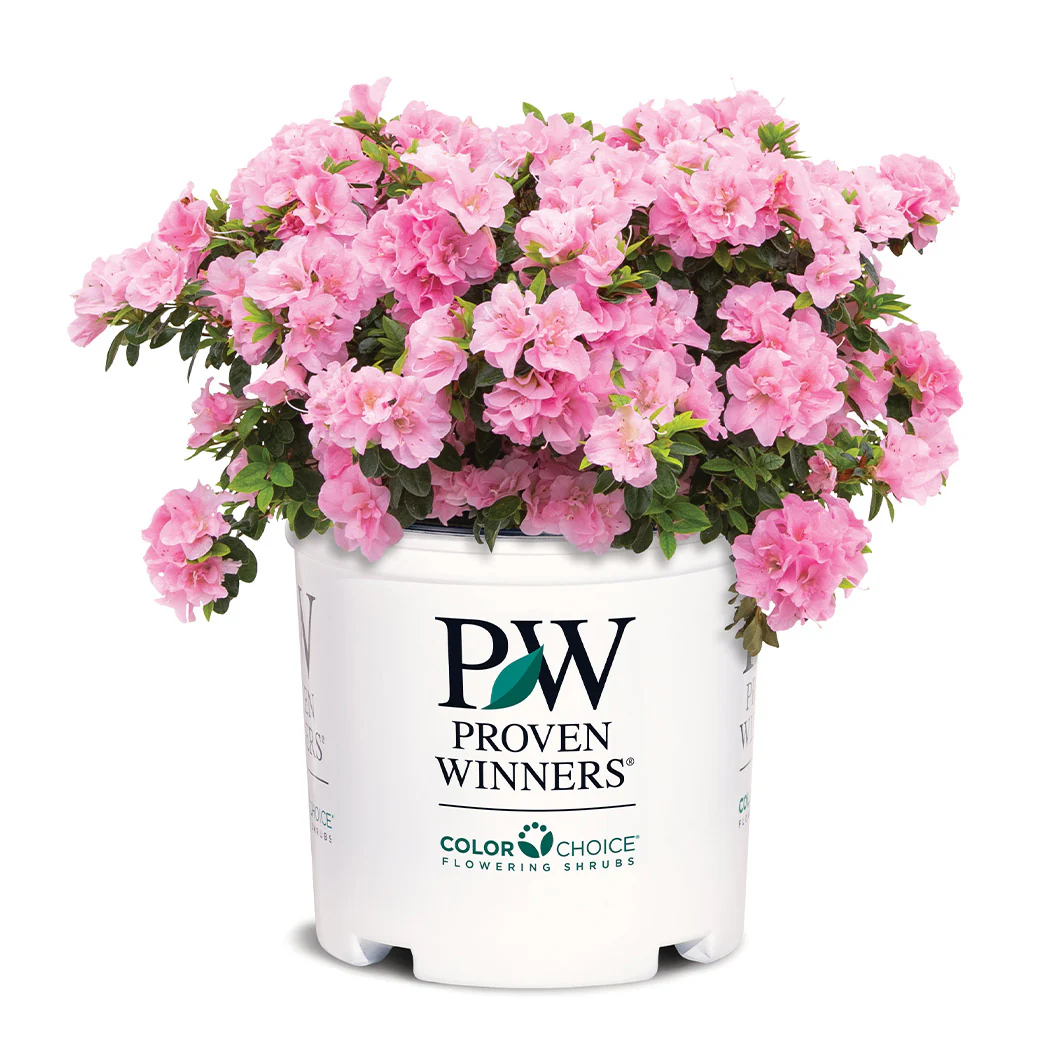 Proven Winners® Perfecto Mundo® Double Pink Azalea - Image 5