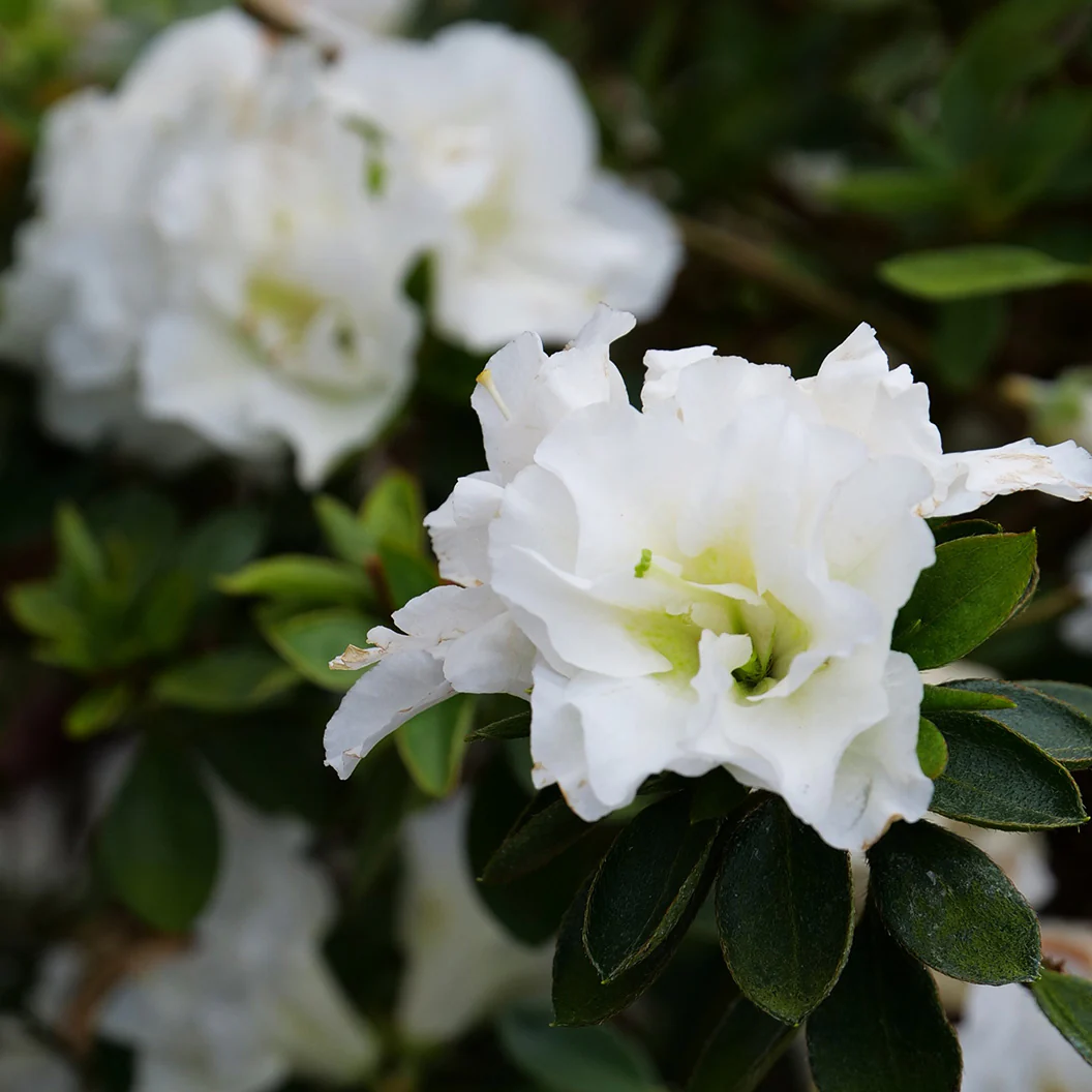 Proven Winners® Perfecto Mundo® Double White Azalea Shrub - Image 2