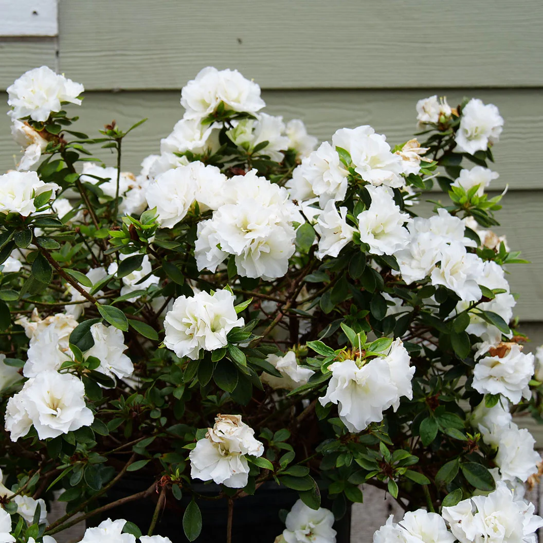 Proven Winners® Perfecto Mundo® Double White Azalea Shrub - Image 3