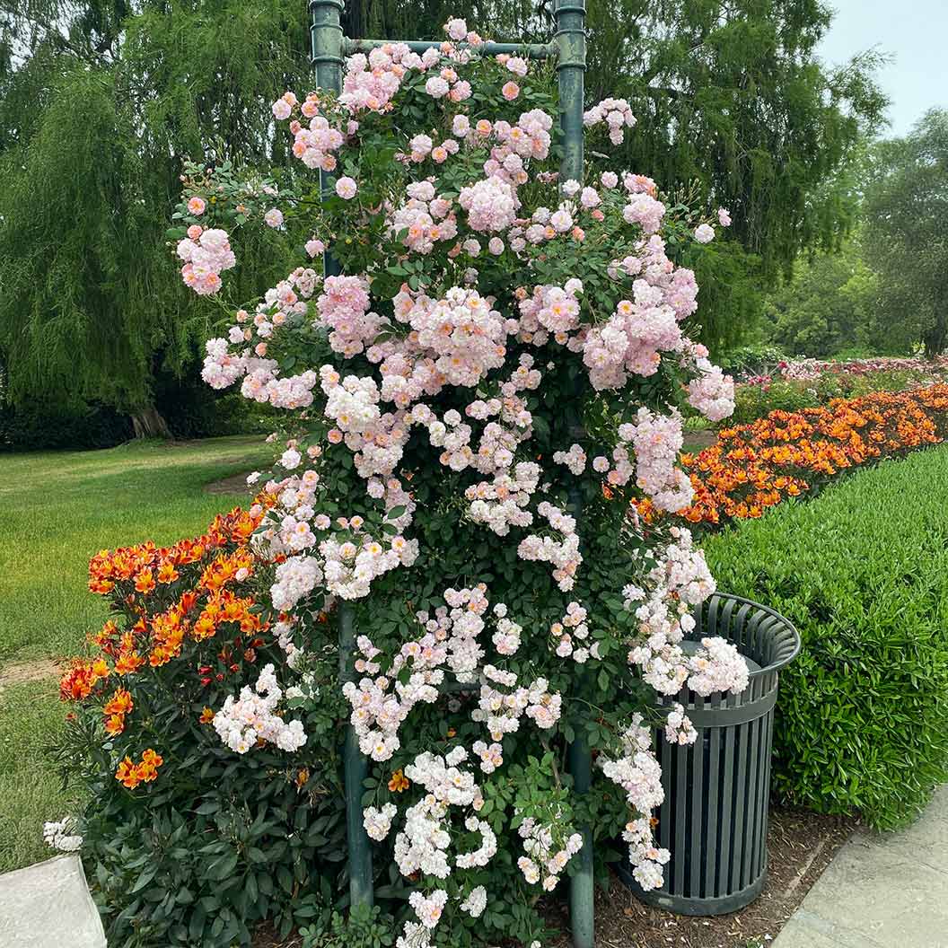 Perfume Breeze™ Climbing Rose - Image 2