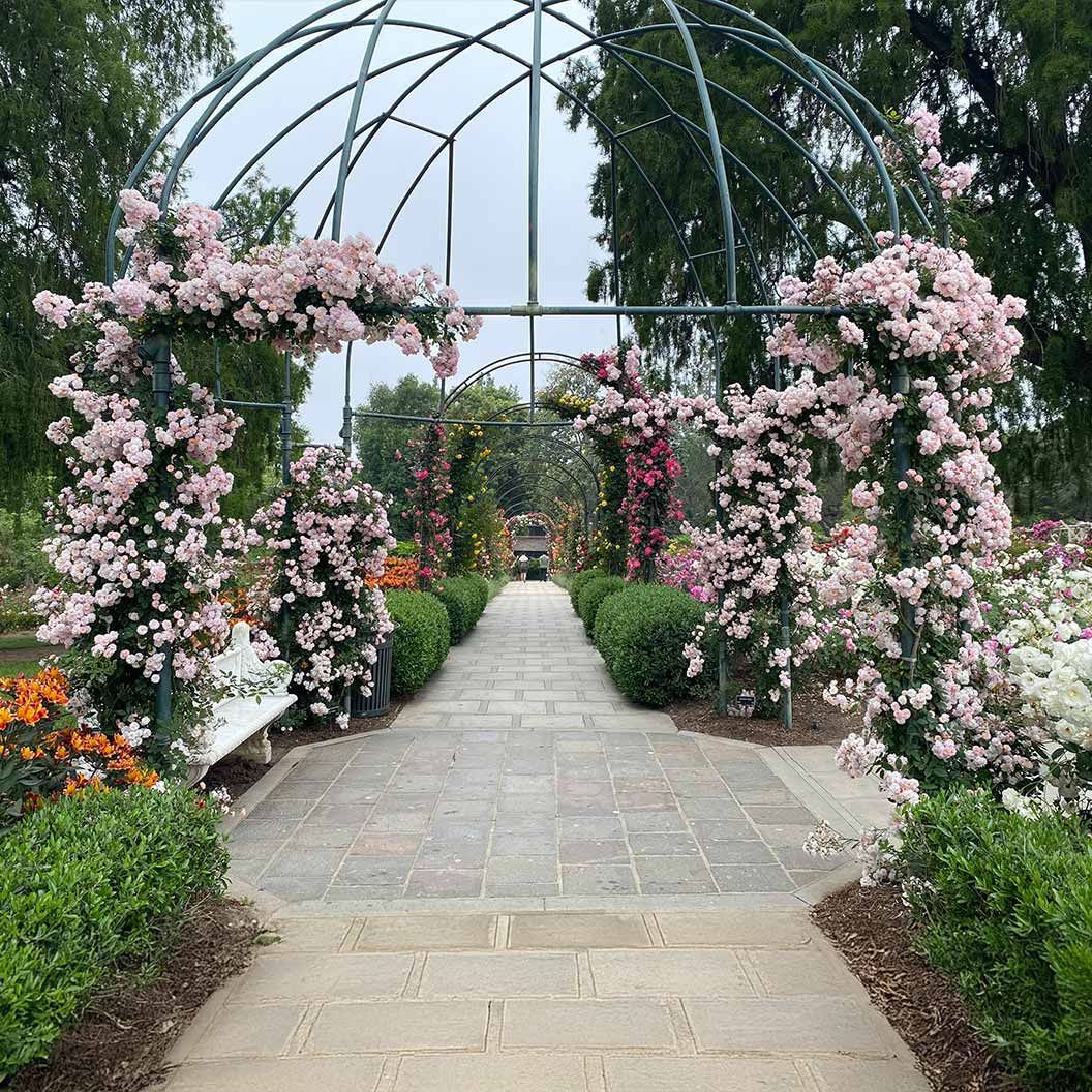 Perfume Breeze™ Climbing Rose - Image 3