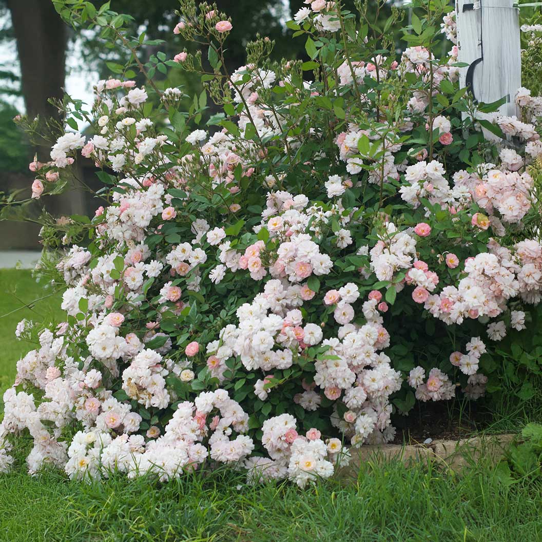 Perfume Breeze™ Climbing Rose - Image 4
