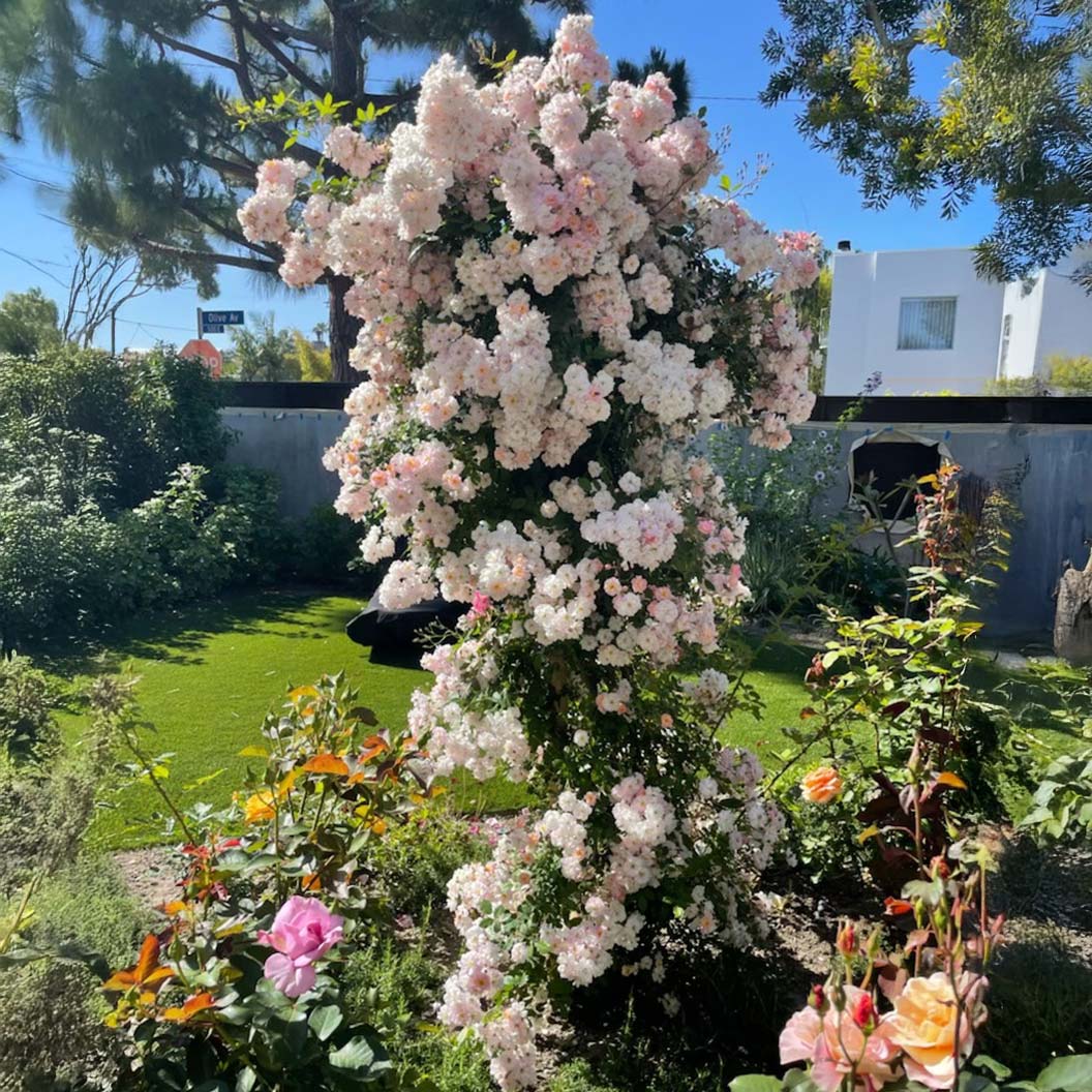 Perfume Breeze™ Climbing Rose - Image 5