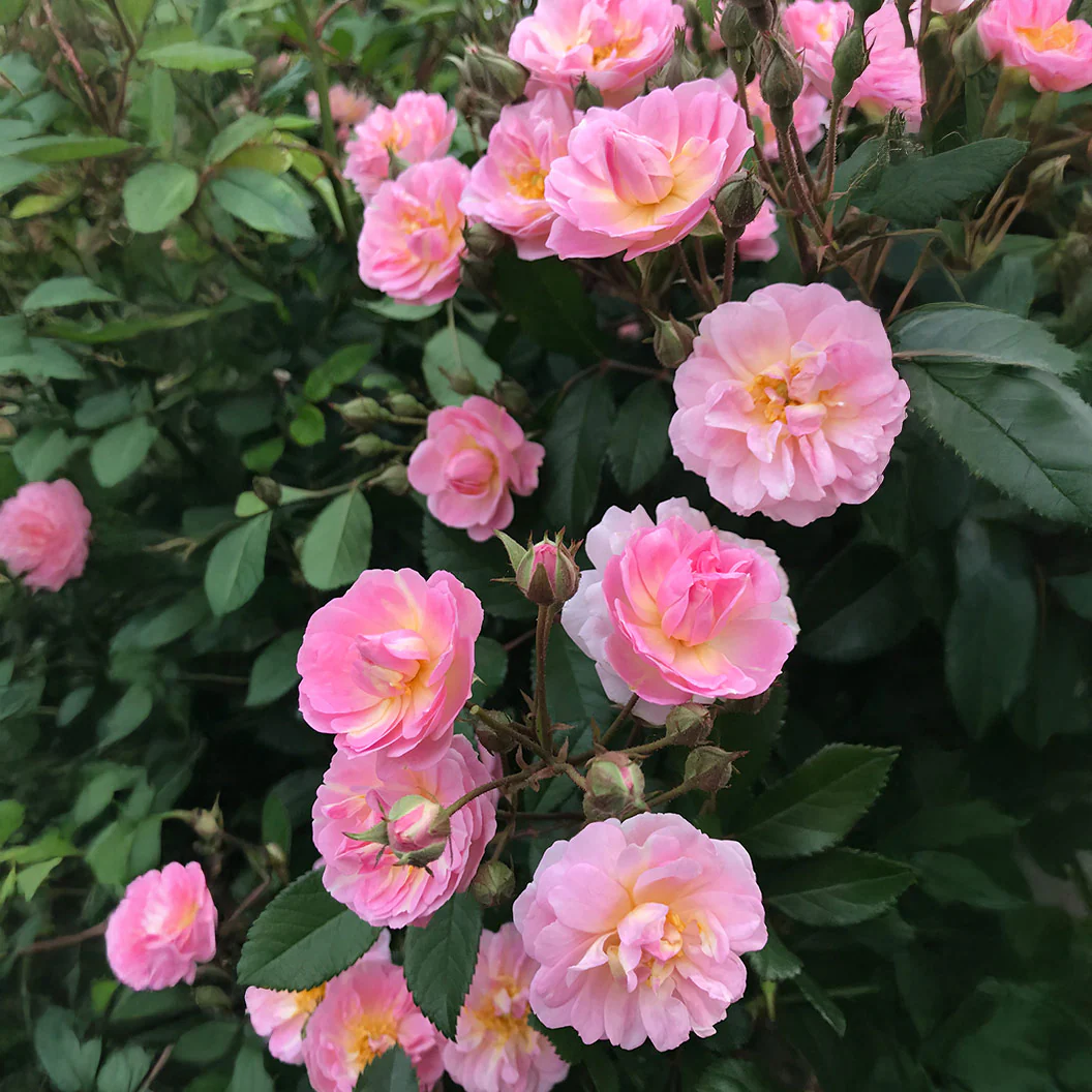 Perfume Breeze™ Climbing Rose - Image 6