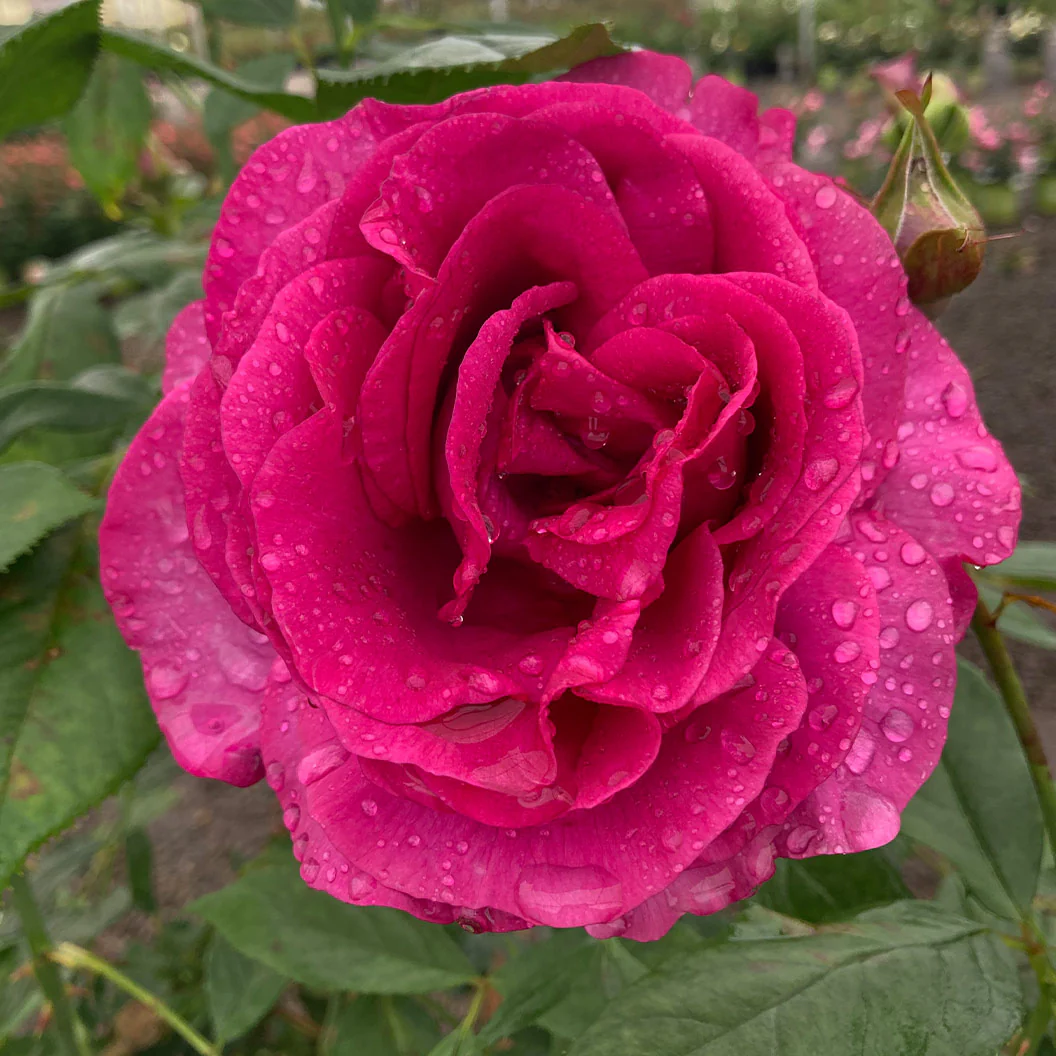 Perfume Factory™ Hybrid Tea Rose Bush - Image 2