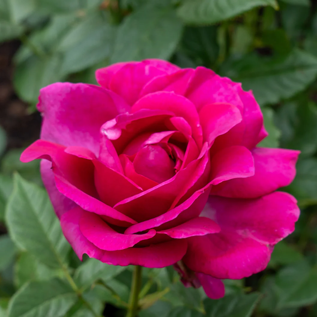 Perfume Factory™ Hybrid Tea Rose Bush - Image 3