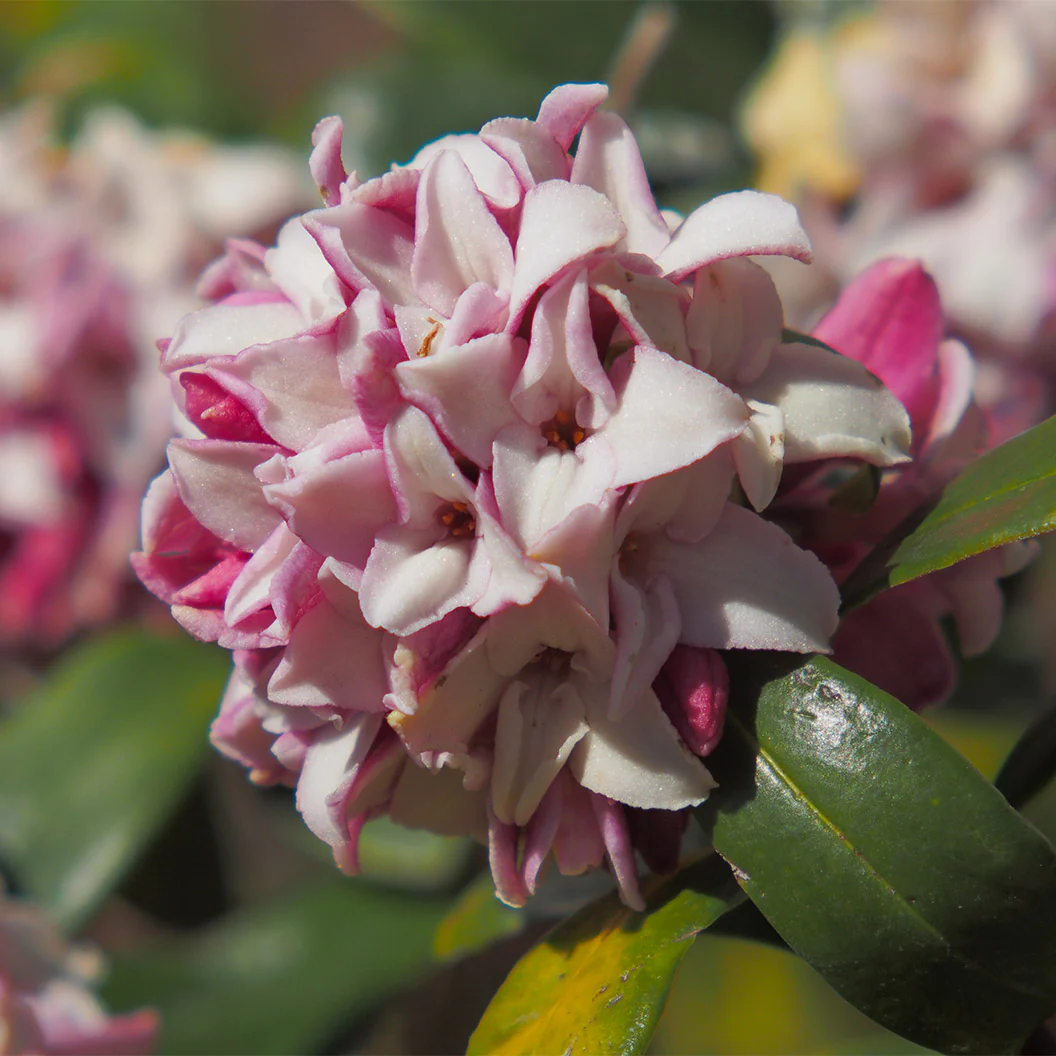 Perfume Princess® Daphne Shrub - Image 2