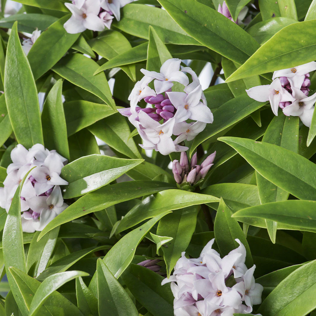 Perfume Princess® Daphne Shrub - Image 3