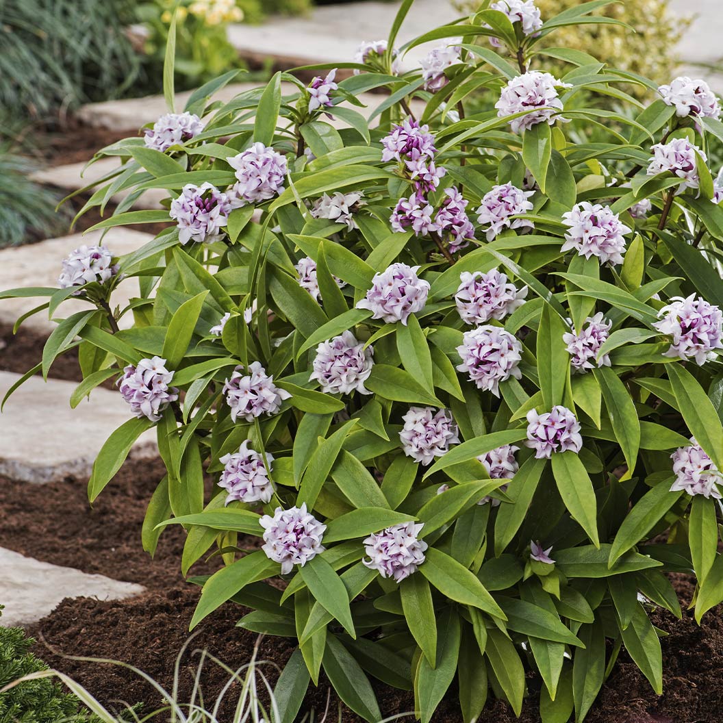 Perfume Princess® Daphne Shrub - Image 4