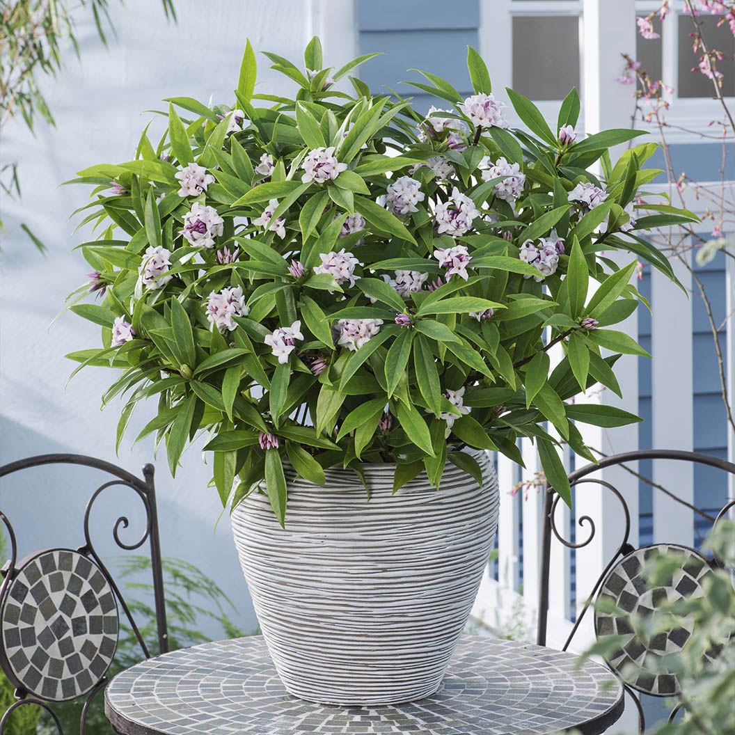 Perfume Princess® Daphne Shrub - Image 5