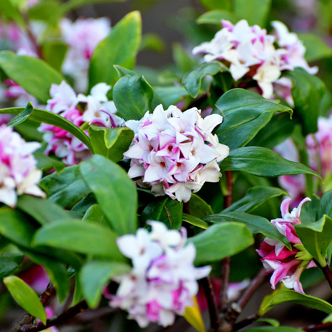 Perfume Princess® Daphne Shrub - Image 6