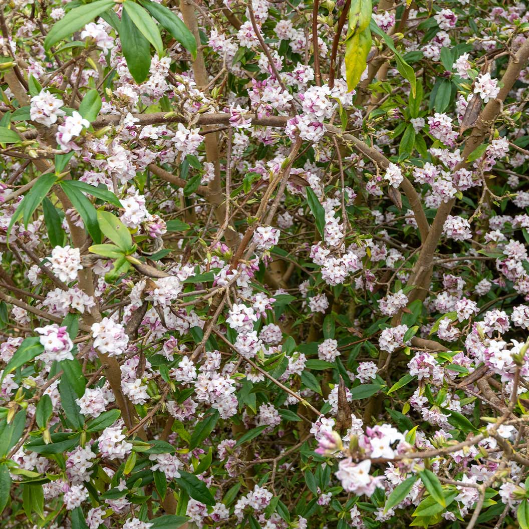 Perfume Princess® Daphne Shrub - Image 7
