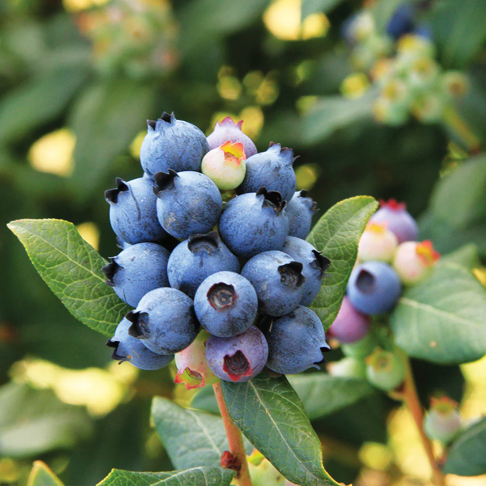 Bushel and Berry® Perpetua Blueberry Bush - Image 3