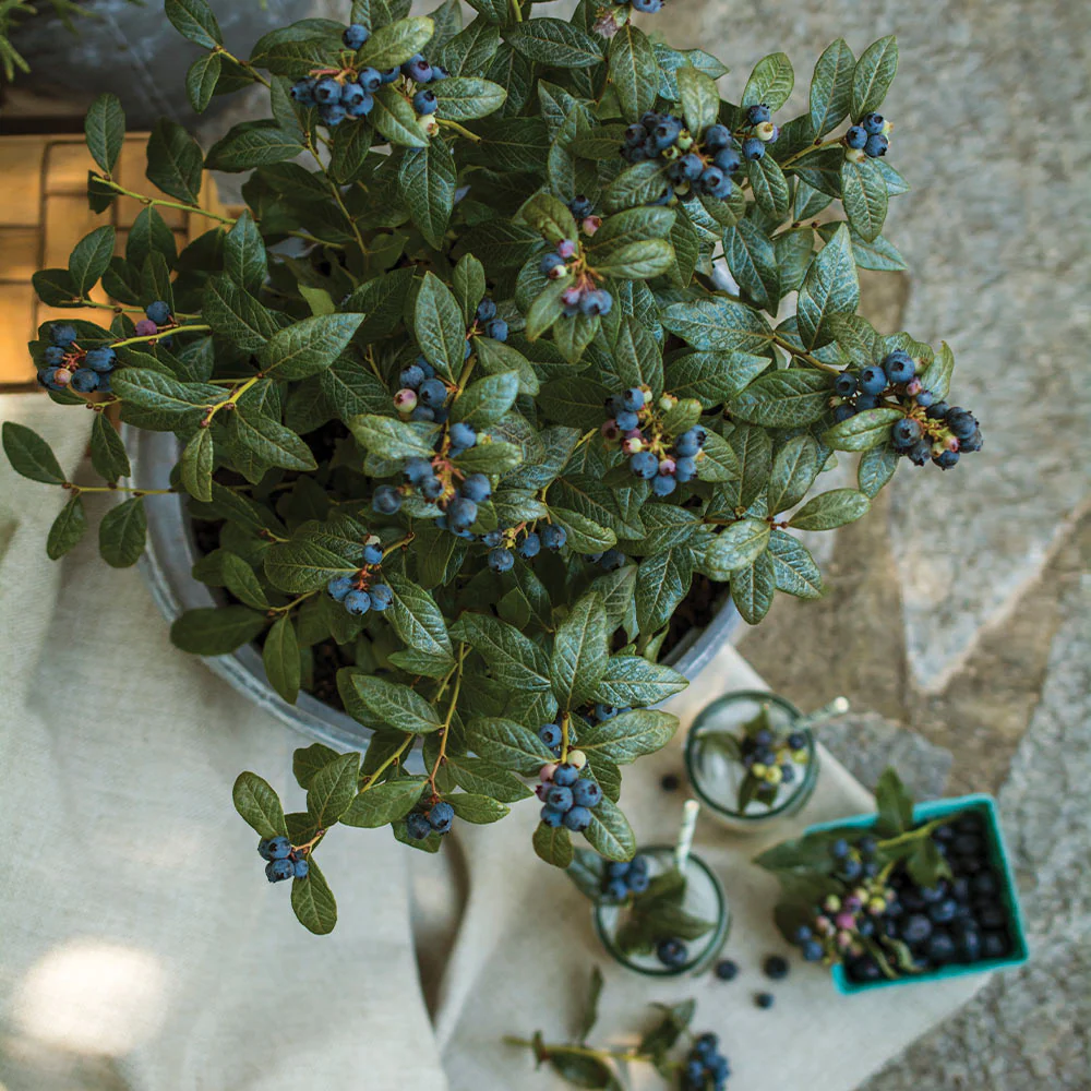 Bushel and Berry® Perpetua Blueberry Bush - Image 4