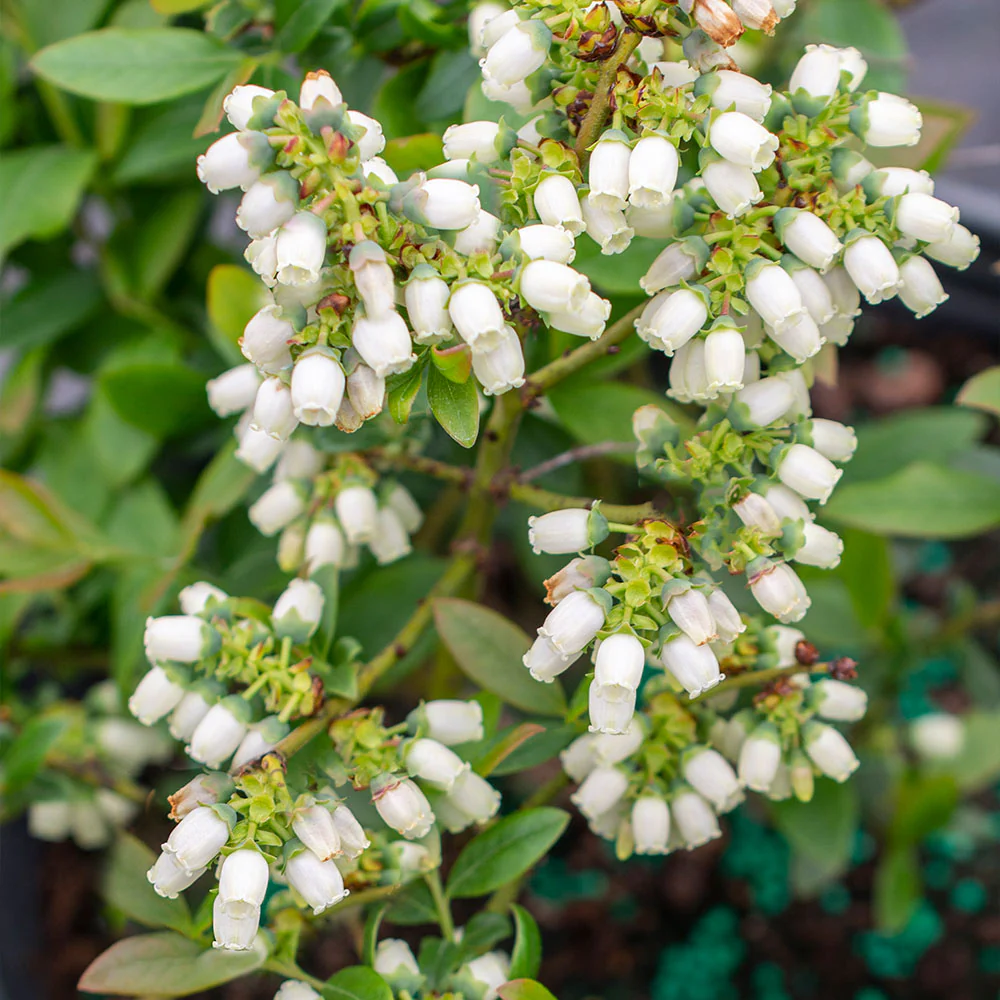 Bushel and Berry® Perpetua Blueberry Bush - Image 5