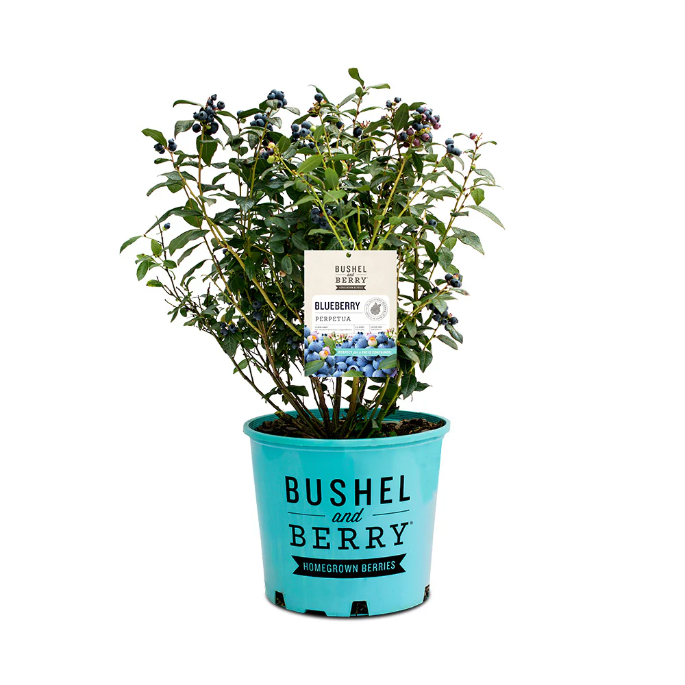 Bushel and Berry® Perpetua Blueberry Bush - Image 6