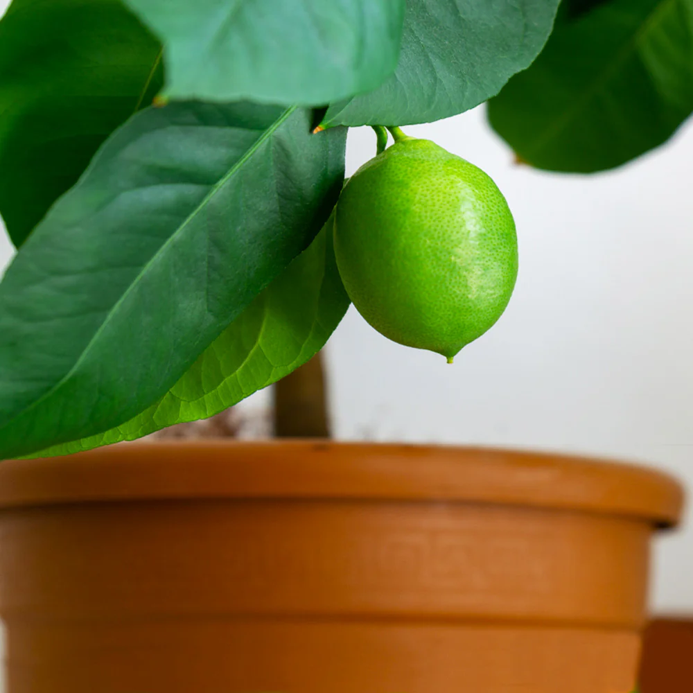 Persian 'Bearss' Lime Bush - Image 3