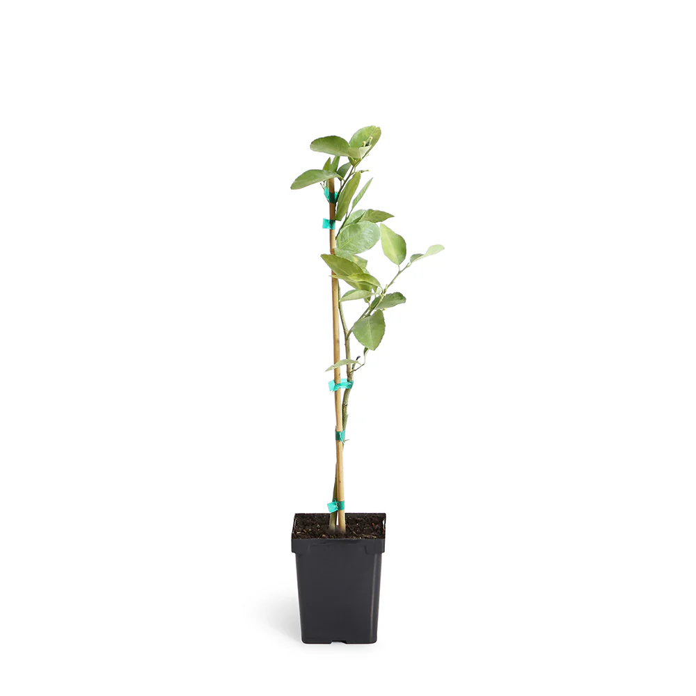 Persian 'Bearss' Lime Tree - Image 6