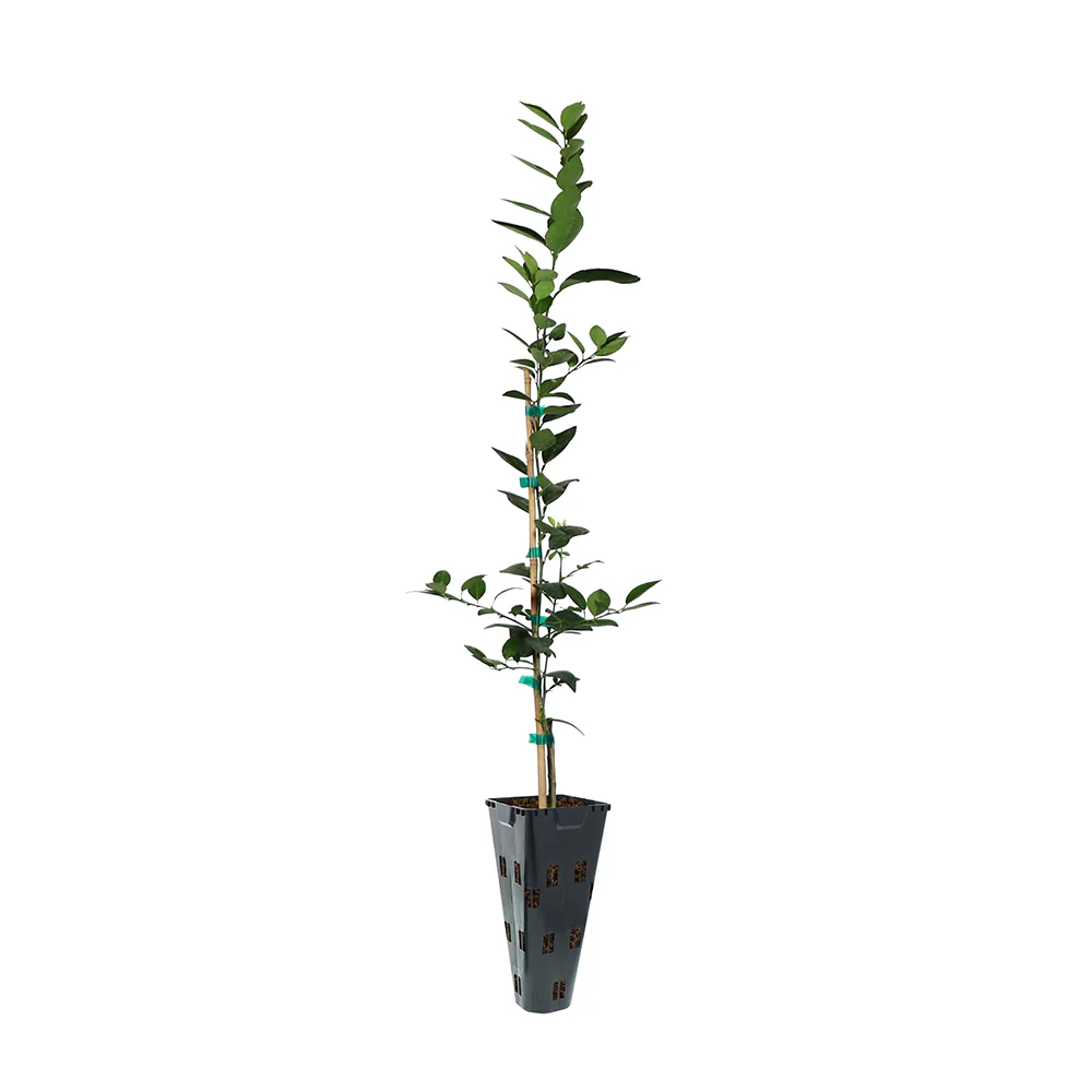 Persian 'Bearss' Lime Tree - Image 7