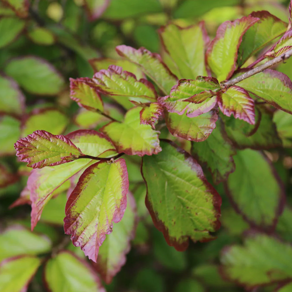 Persian Spire™ Parrotia - Image 3