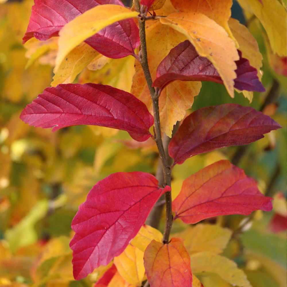 Persian Spire™ Parrotia - Image 4