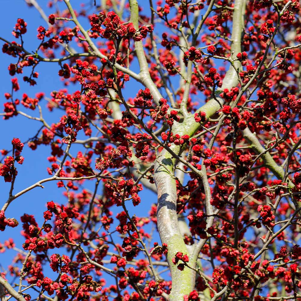 Persian Spire™ Parrotia - Image 5