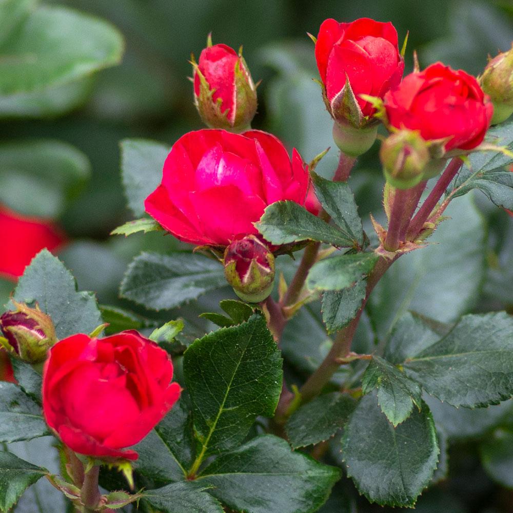 Petite Knock Out® Rose - Image 3