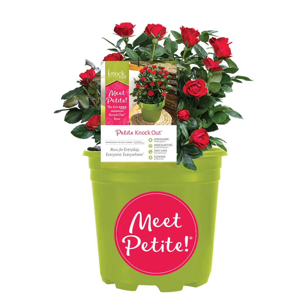 Petite Knock Out® Rose - Image 7