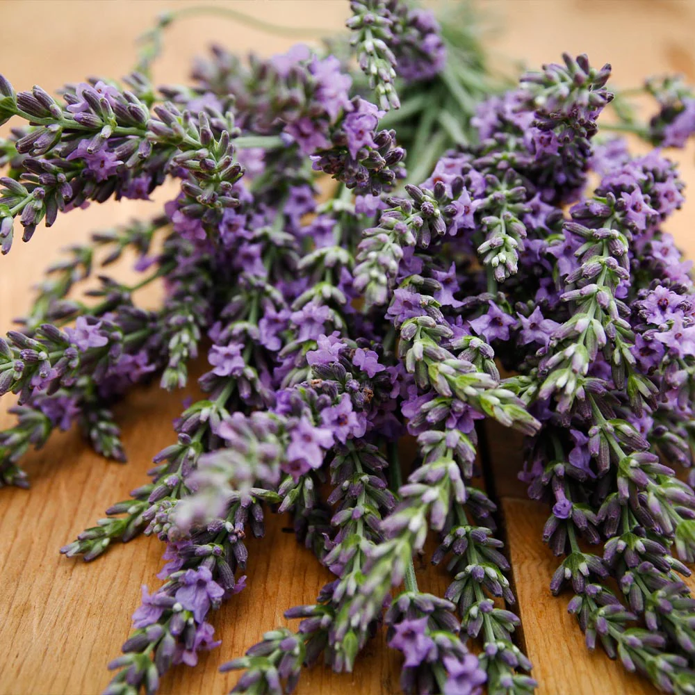 Southern Living® Phenomenal™ Lavender Plant - Image 3