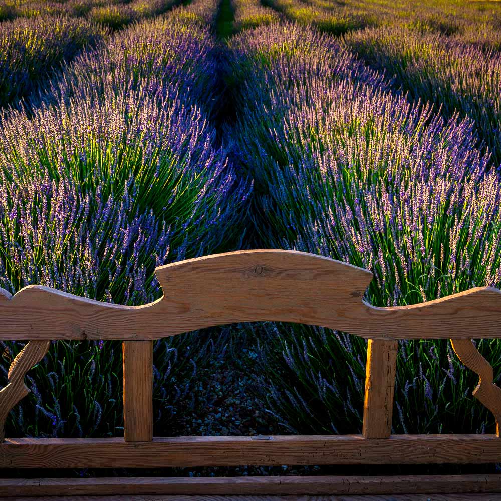 Southern Living® Phenomenal™ Lavender Plant - Image 4