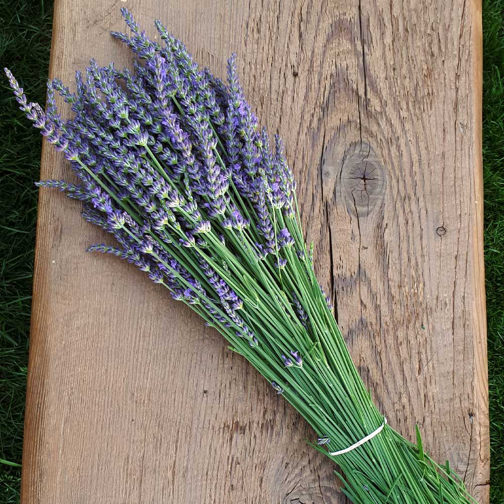 Southern Living® Phenomenal™ Lavender Plant - Image 5