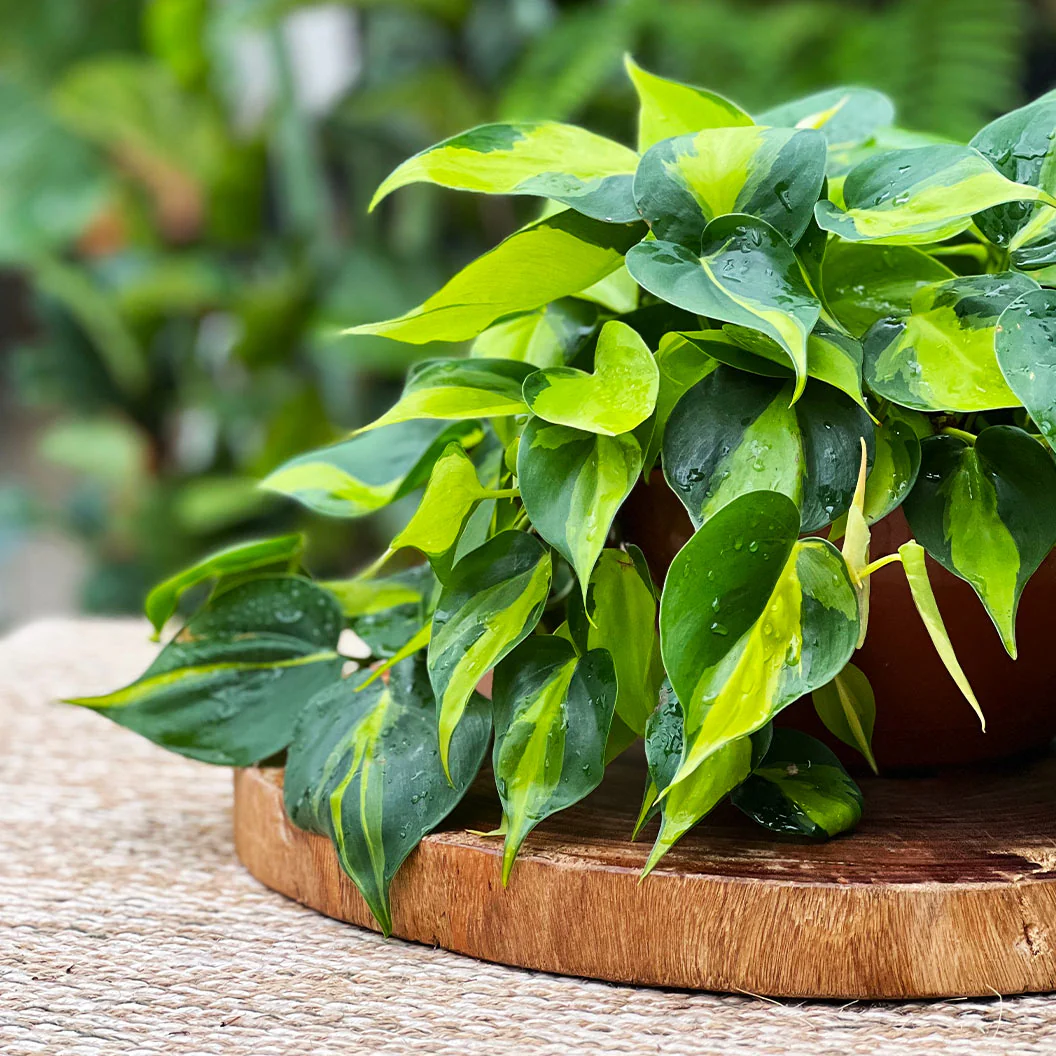 Philodendron Brasil - Image 2