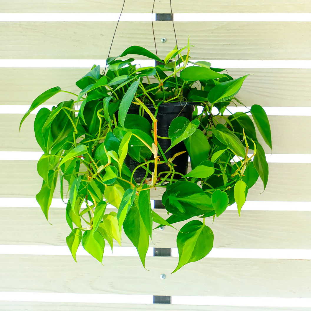 Philodendron Brasil - Image 3