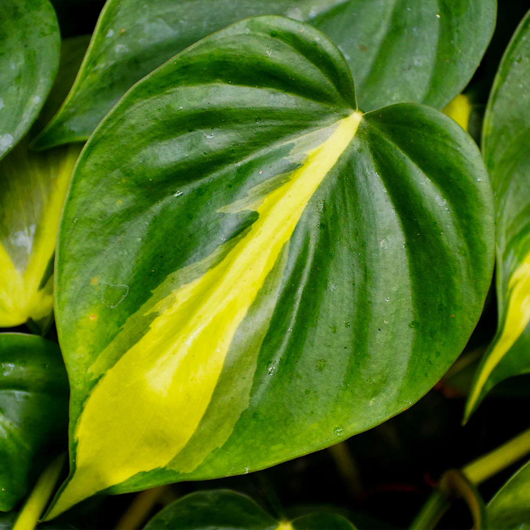 Philodendron Brasil - Image 4