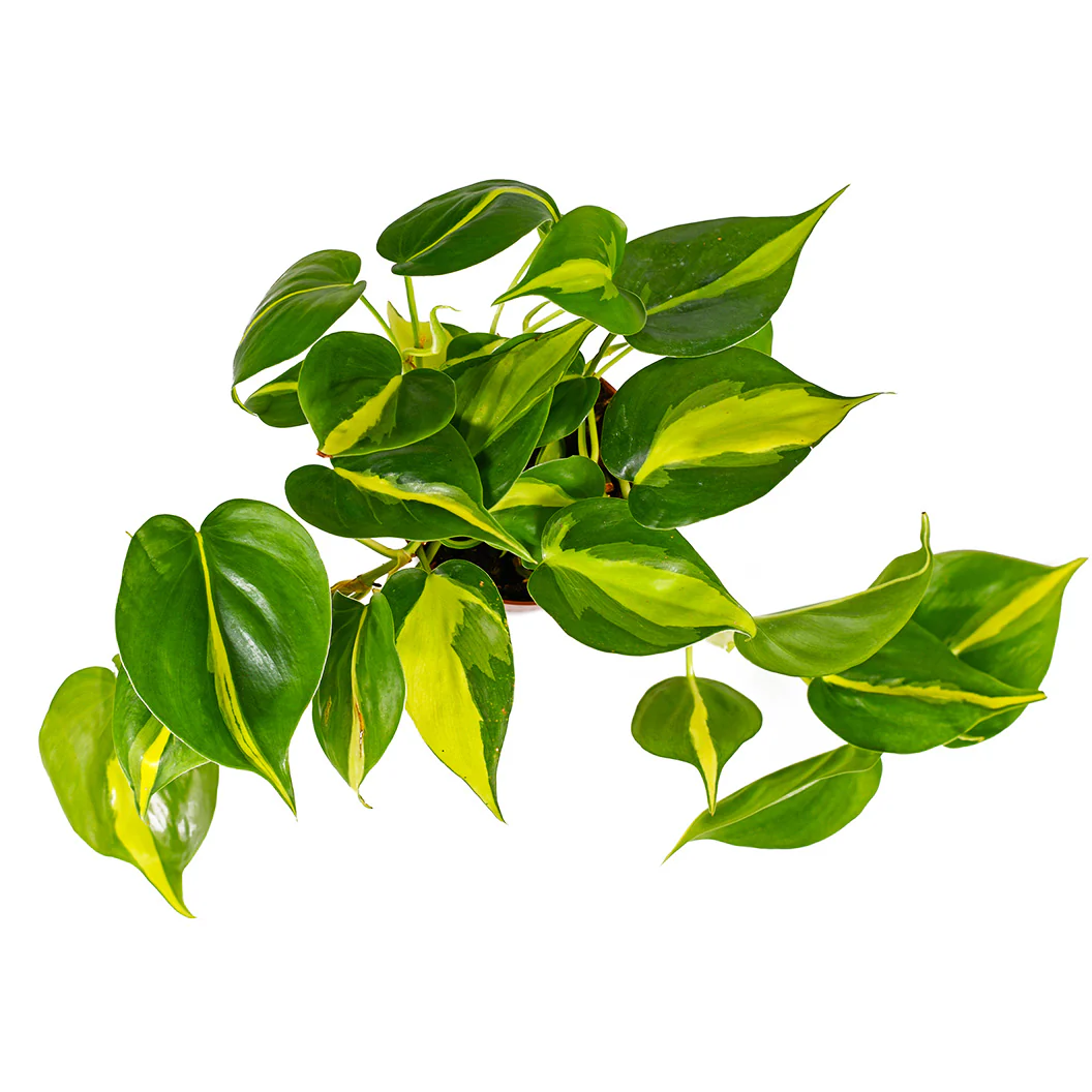 Philodendron Brasil - Image 5
