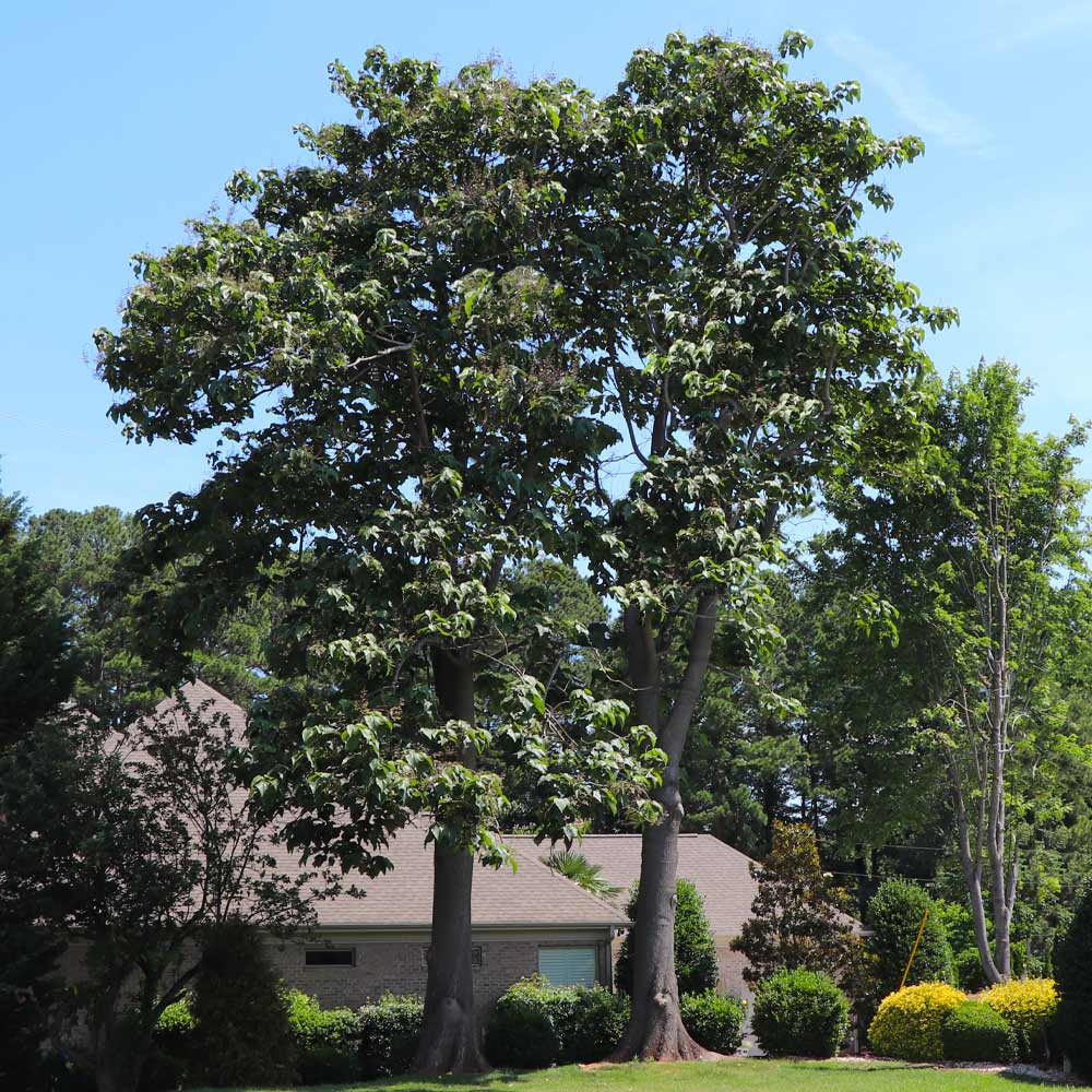 Phoenix One® Royal Empress Tree Florida - Image 2