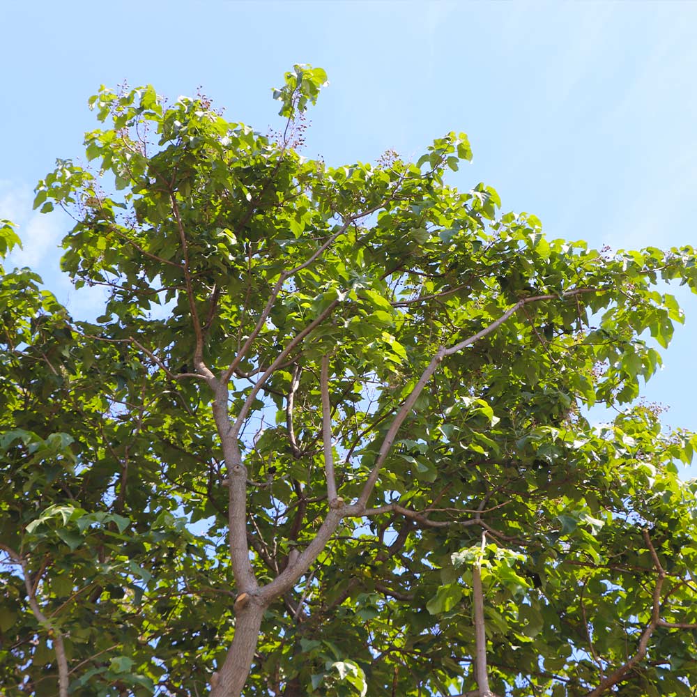 Phoenix One® Royal Empress Tree Florida - Image 3