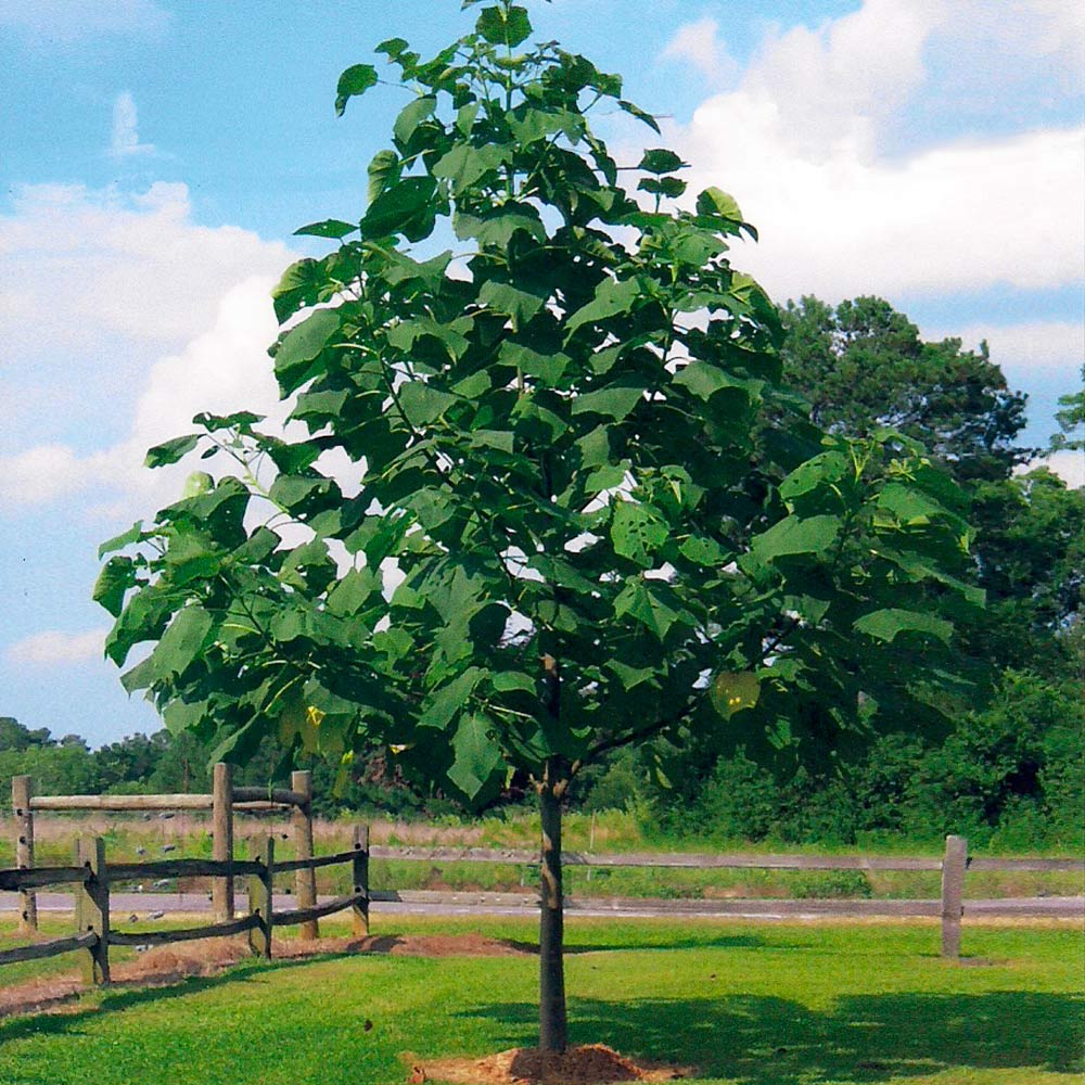 Phoenix One® Royal Empress Tree Florida - Image 4