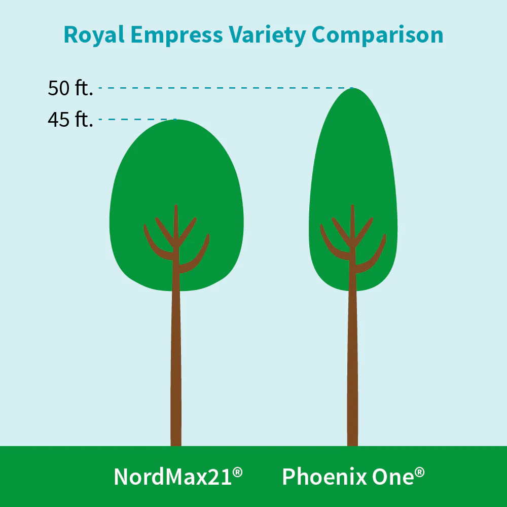 Phoenix One® Royal Empress Tree Florida - Image 6