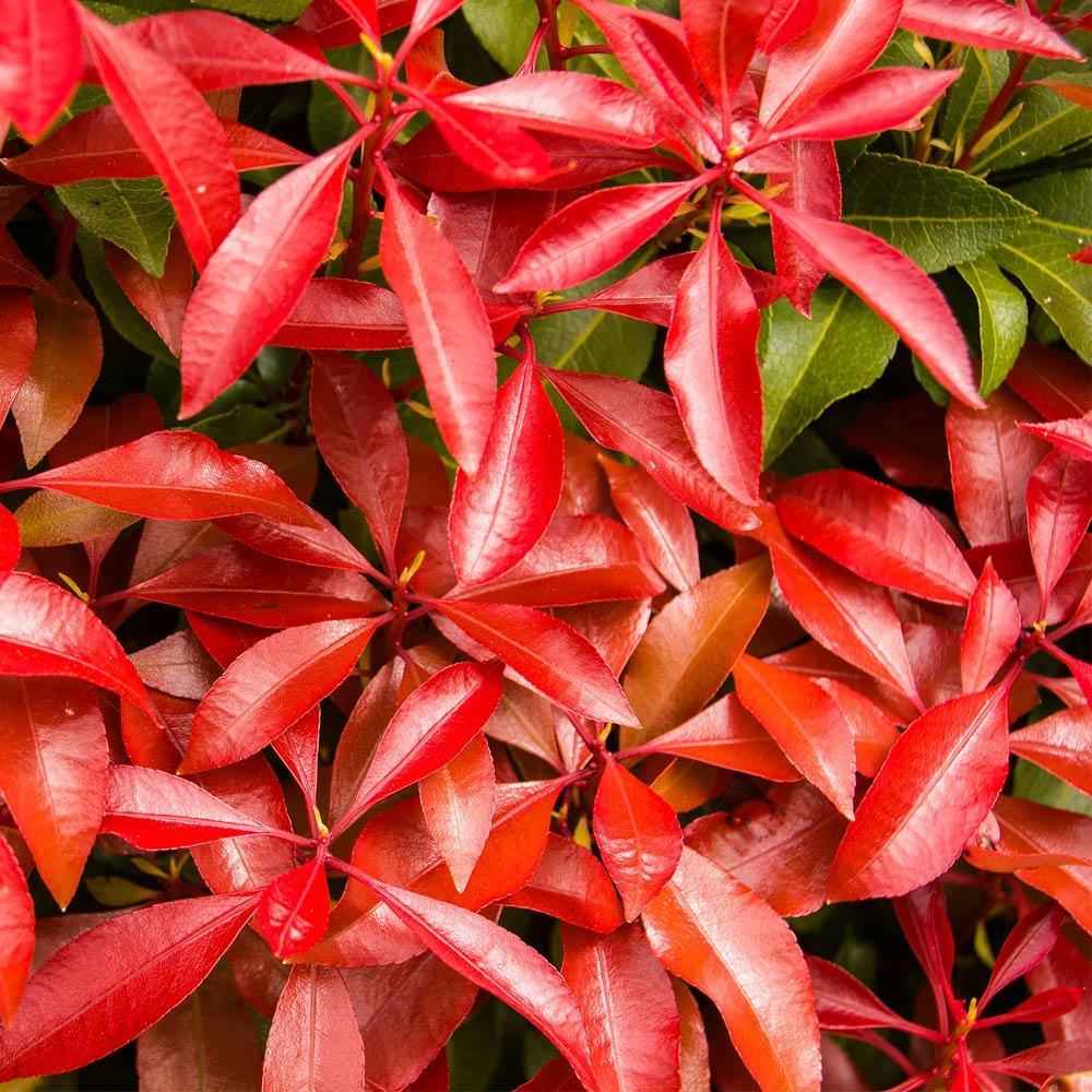 Pieris Mountain Fire Plant - Image 3