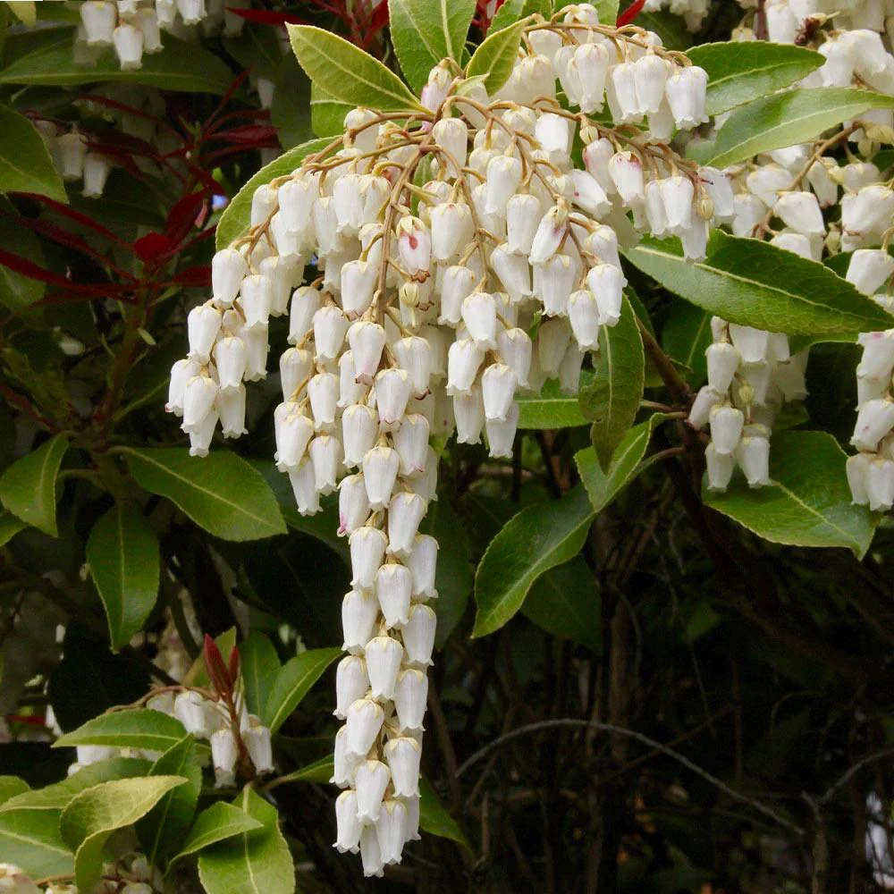 Pieris Mountain Fire Plant - Image 4
