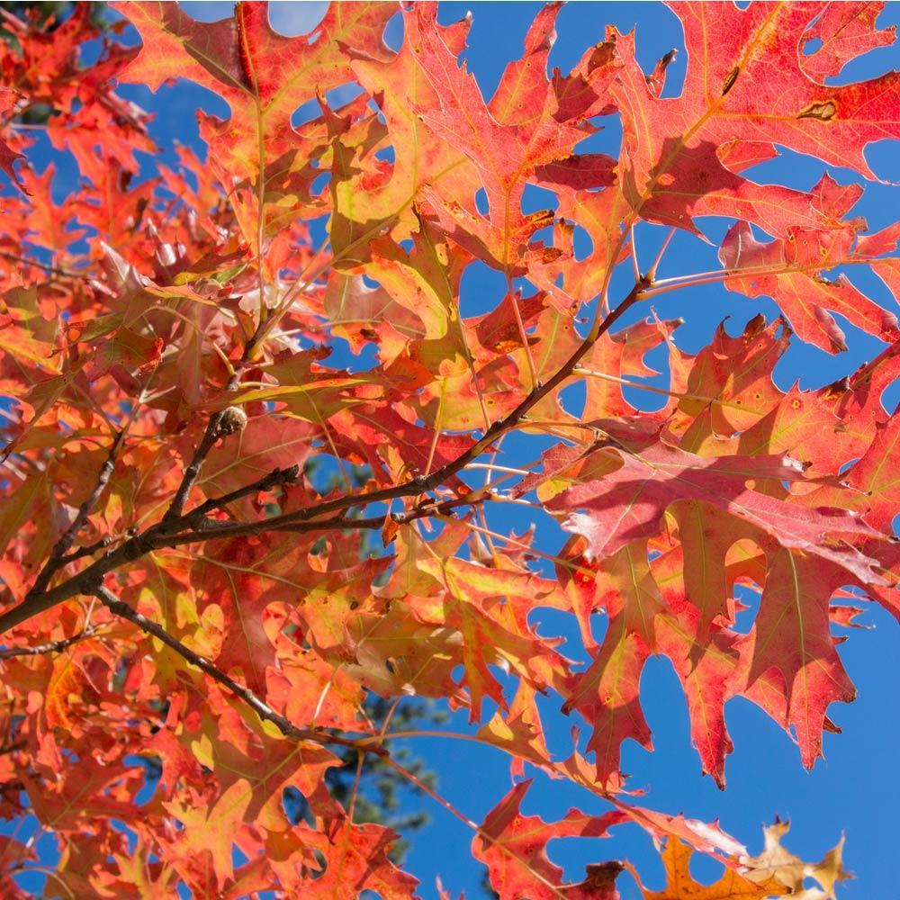 Pin Oak Tree - Image 3