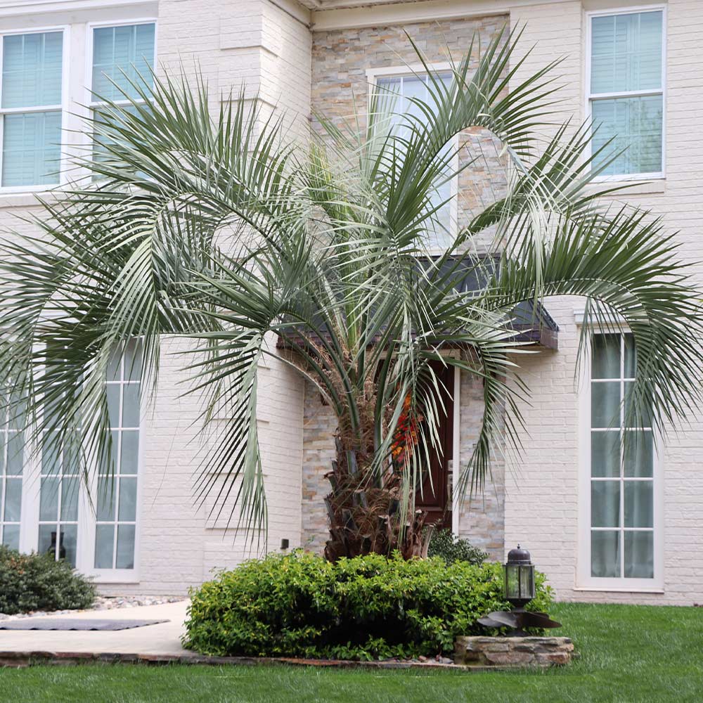 Pindo Palm - Image 2