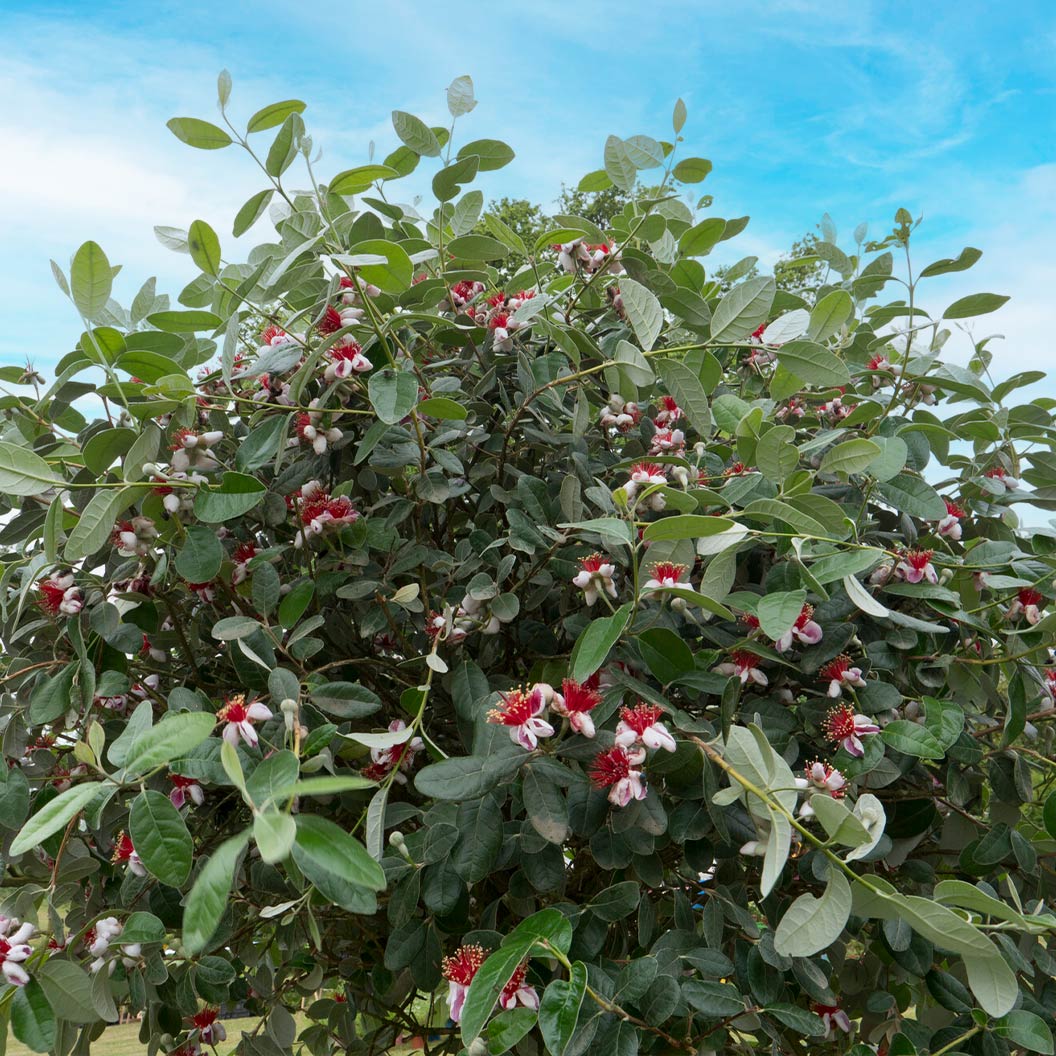 Pineapple Feijoa Guava Tree - Image 2